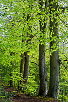 Beech trees (Fagus silvatica) in springtime woodland, Frith Wood Gloucestershire WiIldlife Trust Nature Reserve on the Laurie Lee Way, Gloucestershire, UK. April 2015.