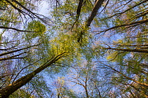 Canopy of Beech trees (Fagus silvatica) coming into leaf in springtime woodland, Buckholt Site of Special Scientific Interest (SSSI), Gloucestershire, May.