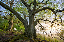 Beech trees (Fagus silvatica) at Crickley Hill Country Park, Gloucestershire, UK. May 2015.