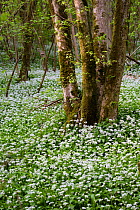 Wild garlic / Ramsons (Allium ursinum) flowering in woodland beside Kilcott Brook, Midger Gloucestershire Wildlife Trust Nature Reserve, Gloucestershire, UK. May 2015.