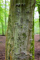 Tree graffiti on a Beech tree (Fagus silvatica) at Foxholes Nature Reserve, Oxfordshire, UK. May.