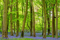 Bluebells (Hyacinthoides non-scripta) and Beech trees (Fagus silvatica) in springtime woodland, Foxholes Nature Reserve, Oxfordshire, UK. May 2015.