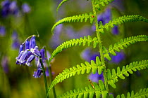 Bluebells (Hyacinthoides non-scripta) and ferns, Foxholes Nature Reserve, Oxfordshire, UK. May.