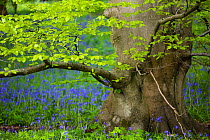 Bluebells (Hyacinthoides non-scripta) and Beech trees (Fagus silvatica) in springtime woodland, Foxholes Nature Reserve, Oxfordshire, UK. May.