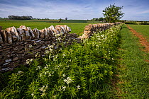Cotswolds dry stone wall and spring wildflowers, Cold Aston, Gloucestershire, UK. May 2015.