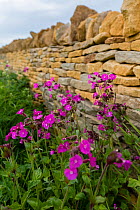 Cotswolds dry stone wall and Red campion (Silene dioica), Kineton, Gloucestershire, UK. May.