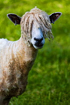 A  Cotswold Lion sheep, rare breed,  Gloucestershire, UK.  June.