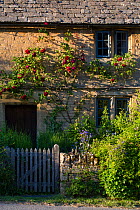 Cotswold stone cottage with climbing roses, Guiting Power, Gloucestershire, UK. June.