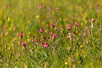 Sainfoin (Onobrychis viciifolia) in flower at Strawberry Banks, Gloucestershire Wildlife Trust (GWT), Nature Reserve, Gloucestershire, UK. June.