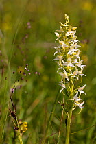 Greater butterfly orchid (Platanthera chlorantha) in flower at Strawberry Banks, Gloucestershire Wildlife Trust (GWT), Nature Reserve, Gloucestershire, UK. June.