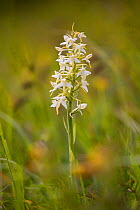 Greater butterfly orchid (Platanthera chlorantha) in flower at Strawberry Banks, Gloucestershire Wildlife Trust (GWT), Nature Reserve, Gloucestershire, UK.