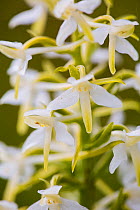 Greater butterfly orchid (Platanthera chlorantha) in flower at Strawberry Banks, Gloucestershire Wildlife Trust (GWT), Nature Reserve, Gloucestershire, UK. June.