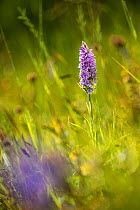 Common-spotted Orchid (Dactylorhiza fuchsii), Strawberry Banks, Gloucestershire Wildlife Trust (GWT),  Nature Reserve, Gloucestershire, UK. June.