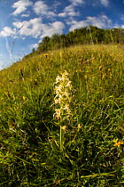 Greater butterfly orchid (Platanthera chlorantha) in flower at Strawberry Banks, Gloucestershire Wildlife Trust (GWT) Nature Reserve, Gloucestershire, UK. June.