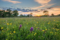 Grassland meadow with buttercups and orchids  at Greystones Farm, Gloucestershire Wildlife Trust, Nature Reserve, Gloucestershire, UK. June 2015.