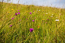 Flowers in unimproved grassland  at Swift's Hill, Site of Special Scientific Interest (SSSI), Stroud, Gloucestershire, UK. June.