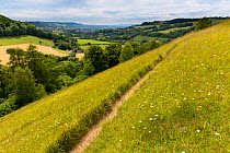 Unimproved grassland in flower at Swift's Hill, Site of Special Scientific Interest (SSSI), Stroud, Gloucestershire, UK. June 2015.