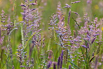 Sweet Vernal grass (Anthoxanthum odoratumin) flowering in Radway Meadows, Wildfowl & Wetlands Trust (WWT) Nature Reserve, Warwickshire, UK. June.