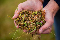 Handful of meadow grassland seed harvested by the Cotswolds Conservation Board, Syreford, Gloucestershire. July 2015.