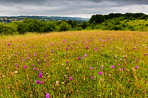 Pyramidal orchid (Anacamptis pyramidalis) on land restored from arable to wildflower rich grassland, Syreford, Gloucestershire, UK. July 2015.