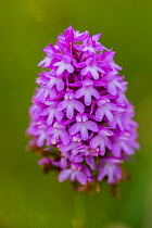 Pyramidal orchid (Anacamptis pyramidalis) on land restored from arable to wildflower rich grassland, Syreford, Gloucestershire, UK. July.
