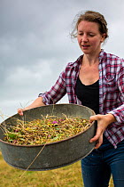 Meadow grassland seed harvesting by the Cotswolds Conservation Board, Syreford, Gloucestershire. July 2015.