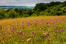 Pyramidal orchid (Anacamptis pyramidalis) on land restored from arable to wildflower rich grassland, Syreford, Gloucestershire, UK. July 2015.