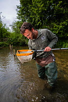 Will Masefield of Gloucestershire Wildlife Trust taking samples for survey of biodiversity on River Windrush, GWT Brassey Nature Reserve, Gloucestershire, UK. August 2015.