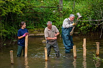 Corporate volunteers from Thames Water rebuilding river bank with hazel faggots on River Windrush at Brassey GWT Nature Reserve, Gloucestershire, UK. August 2015.