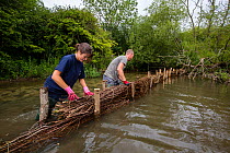 Corporate volunteers from Thames Water rebuilding river bank with hazel faggots on River Windrush at Brassey GWT Nature Reserve, Gloucestershire, UK. August 2015.