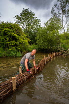 Corporate volunteer from Thames Water rebuilding river bank with hazel faggots on River Windrush at Brassey GWT Nature Reserve, Gloucestershire, UK. August 2015.