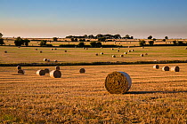 Straw bales after harvest in  late summer Cotswold landscape, Hawkesbury Upton, Gloucestershire, UK. September 2015.