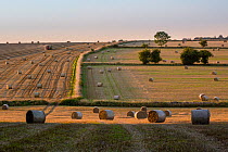Straw bales after harvest in  late summer Cotswold landscape, Hawkesbury Upton, Gloucestershire, UK. September 2015.