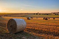 Straw bales after harvest in late summer Cotswold landscape, Hawkesbury Upton, Gloucestershire, UK. September 2015.