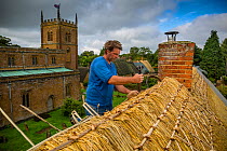 Dan Quatermain, master thatcher, working on a thatched roof in Wroxton village, Oxfordshire, UK. September 2015.