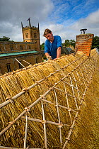 Dan Quatermain, master thatcher working on a thatched roof in Wroxton village, Oxfordshire, UK. September 2015.