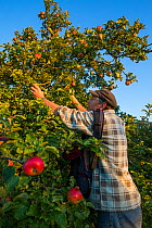 Apple (Malus domestica) picking at Day's Cottage Heritage Orchard, Brookthorpe, Gloucestershire. Old orchards provide vital habitat for flora and fauna. September 2015.