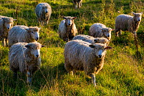 Flock of Cotswold Lions rare breed sheep (Ovis aries), Naunton, Gloucestershire, UK. Introduced by the Romans in Middle Ages for their wool which became known as Golden Fleece. October.