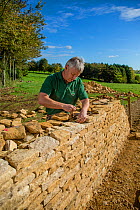 Traditional dry stone waller working with Cotswolds limestone building a wall, Guiting Power, Gloucestershire, UK. October 2015.