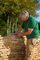 Traditional dry stone waller working with Cotswolds limestone building a wall, Guiting Power, Gloucestershire, UK. October 2015.