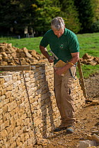 Traditional dry stone waller working with Cotswolds limestone, building a wall,  Guiting Power, Gloucestershire, UK. October 2015.
