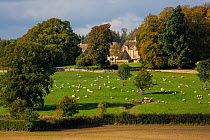 The village of Yanworth and sheep (Ovis aries) pasture, Gloucestershire, UK. October 2015.