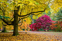 Autumn colour at Westonbirt Arboretum, Gloucestershire, UK. October 2015.