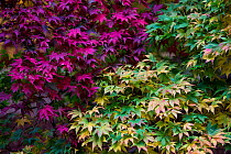 Maple leaves (Acer), in Autumn colour at Westonbirt Arboretum, Gloucestershire, UK. October.