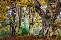 Ancient Beech trees (Fagus sylvatica), Lineover Wood, Gloucestershire UK. The second largest Beech tree in England. November 2015.