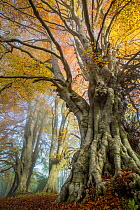 Ancient Beech trees (Fagus sylvatica), Lineover Wood, Gloucestershire UK. The second largest Beech tree in England. November.