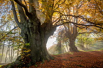 Ancient Beech trees (Fagus sylvatica), Lineover Wood, Gloucestershire UK. The second largest Beech tree in England in the foreground. November 2015.