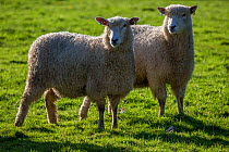 Cotswold Lion sheep (Ovis Aries) - a rare breed native to Gloucestershire brought by  Roman settlers to the Cotswolds, UK. November.