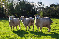 Cotswold Lion sheep (Ovis Aries), a rare breed native to Gloucestershire brought by Roman settlers to the Cotswolds, UK. November.