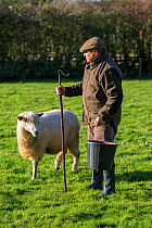 Steve Parkes,  Cotswold Lion sheep breeder (Ovis Aries), a rare breed native to Gloucestershire brought by  Roman settlers to the Cotswolds, UK. November 2015.